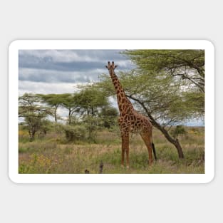 Masai Giraffe Sticker